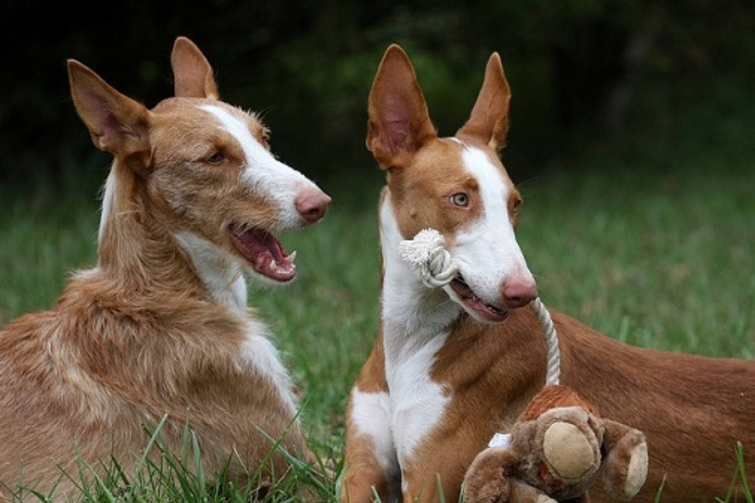 Поденко ибиценко: особенности содержания охотничьей собаки
