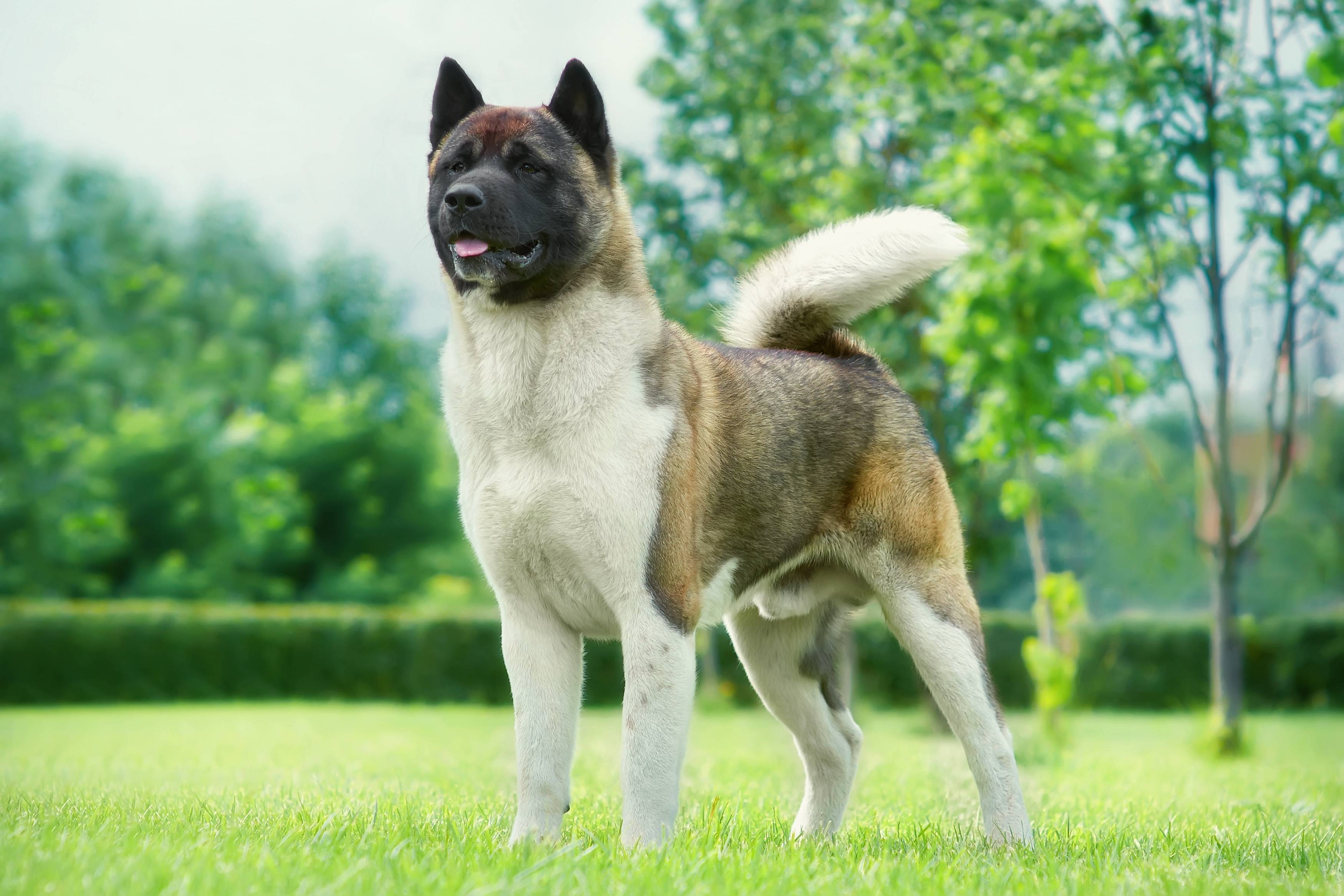 Американская акита: характеристика породы, описание и фото большой японской собаки, цена щенка + отзывы владельцев