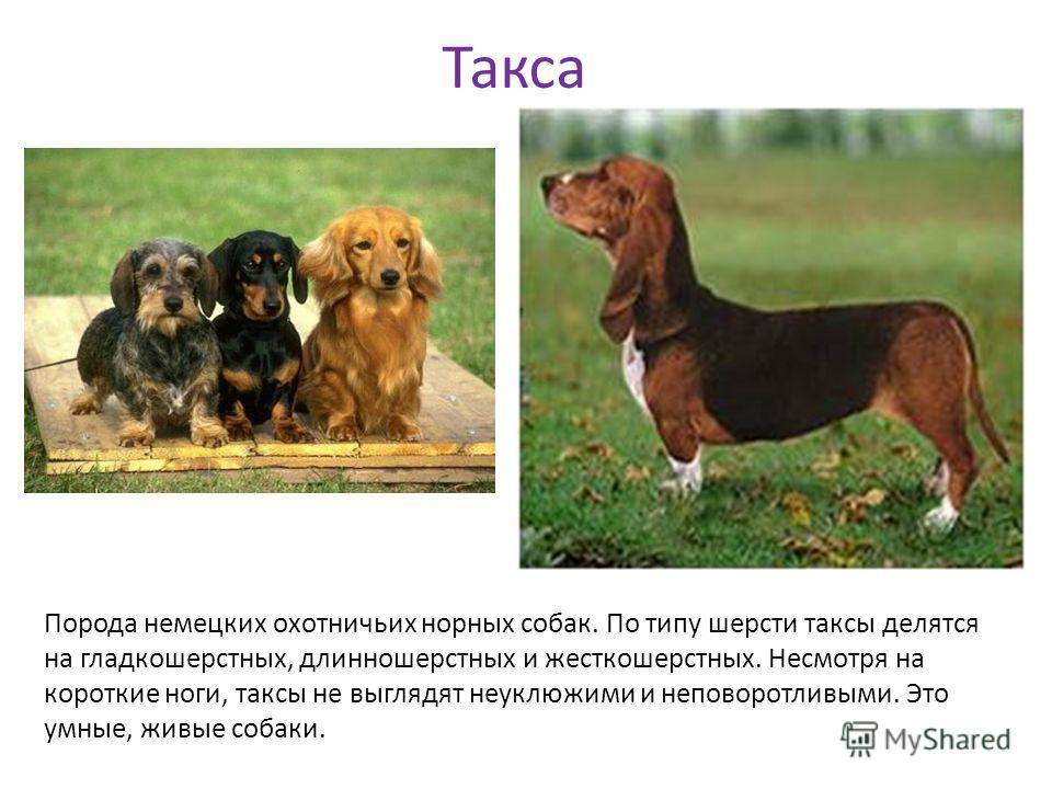 Служебные породы собак с фотографиями и названиями