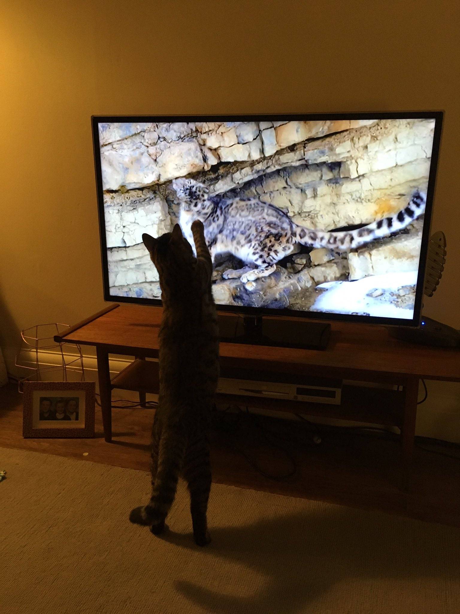 Почему некоторые  кошки любят смотреть телевизор?