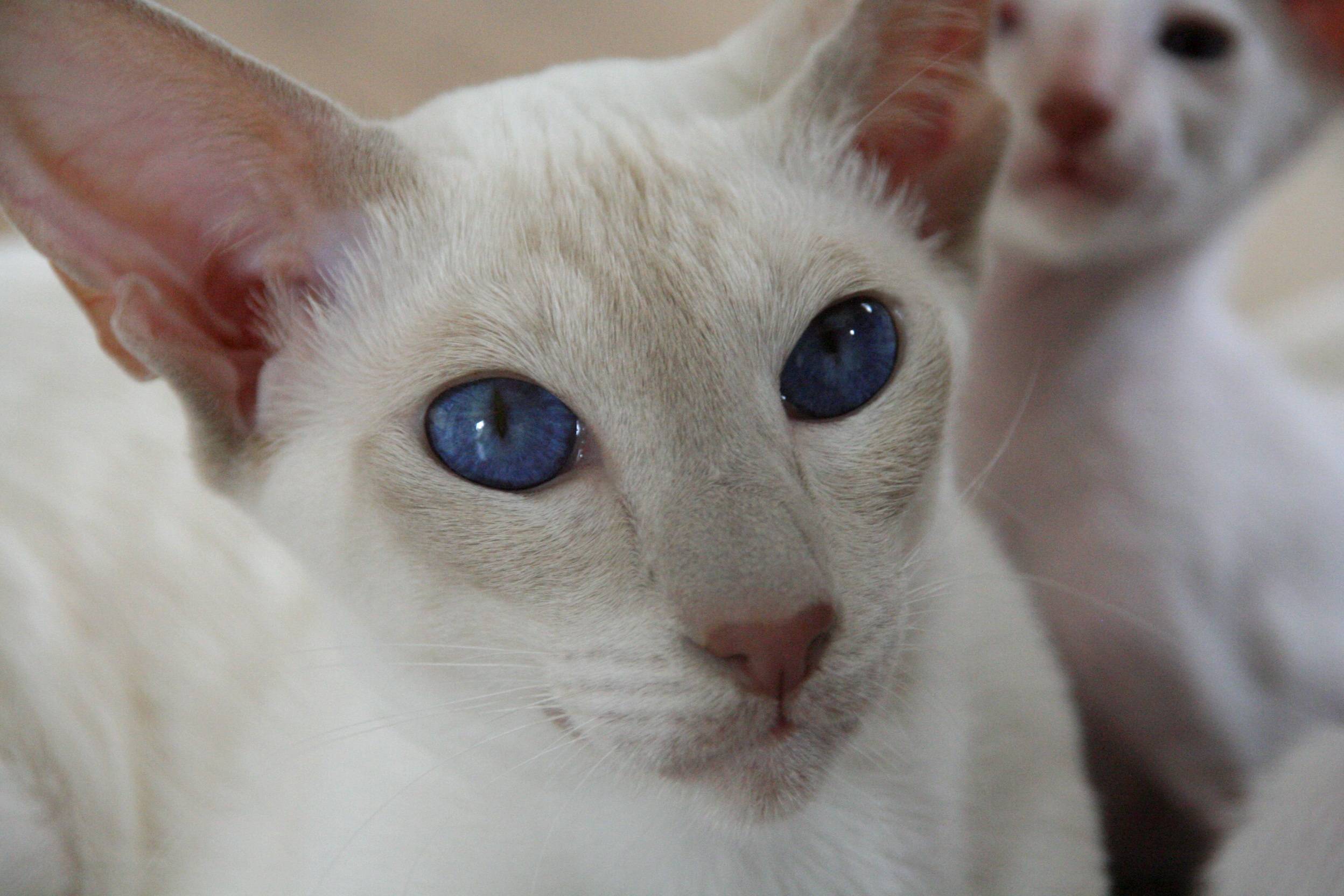 Почему белые кошки глухие? ответы эксперта