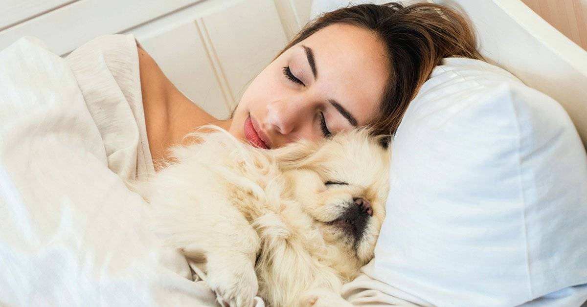 Почему домашние животные не должны спать с вами в одной постели?