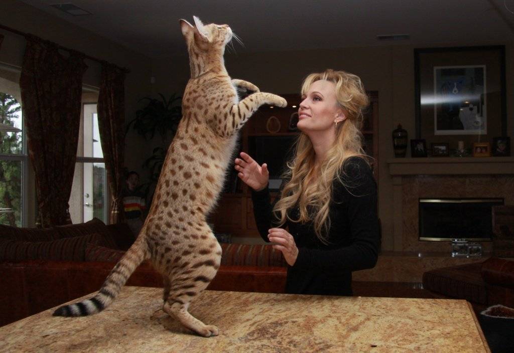 Самые большие кошки и коты в мире: фото и описания
