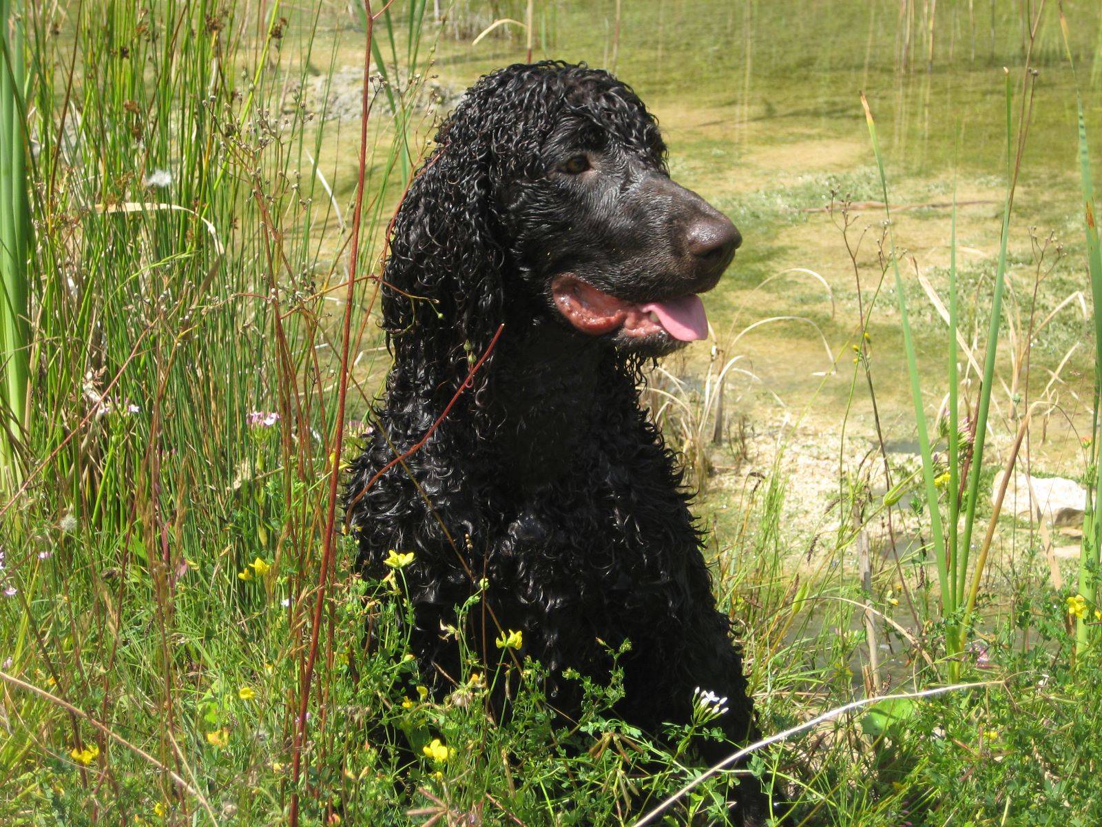 Водяной спаниель собака. описание, особенности, уход и цена водяного спаниеля
