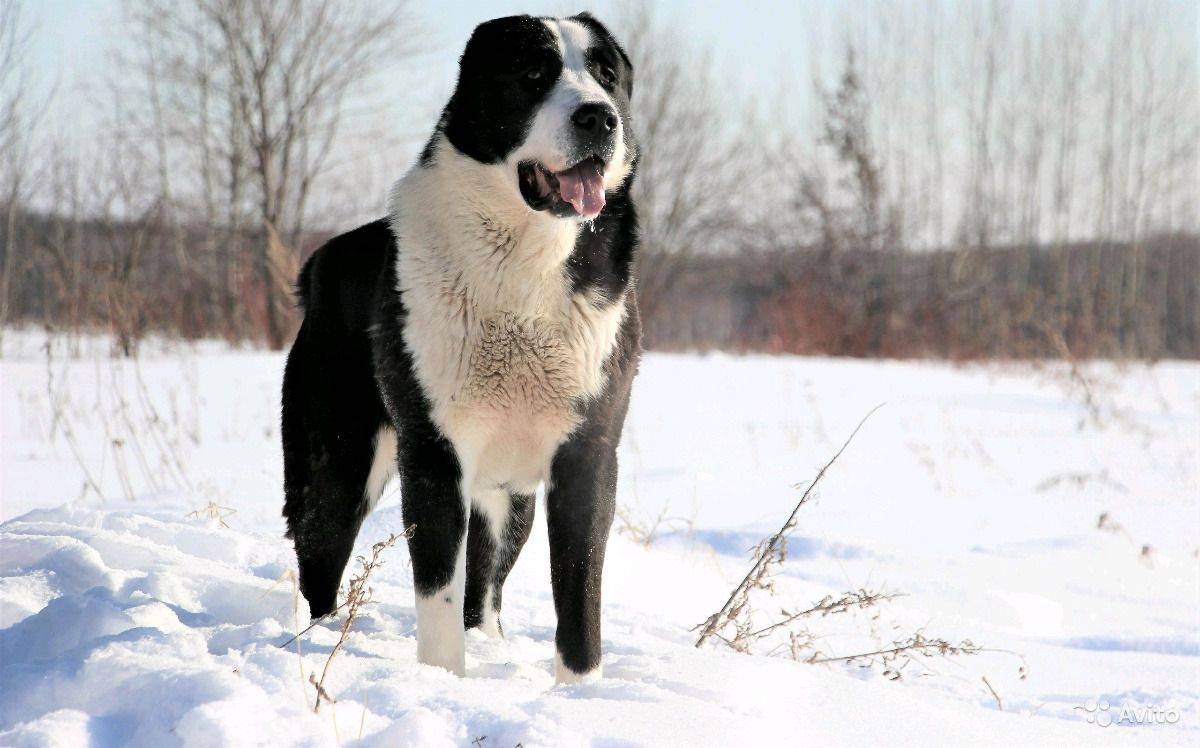 Среднеазиатская овчарка - 140 фото породистых собаки и советы по выбору щенков