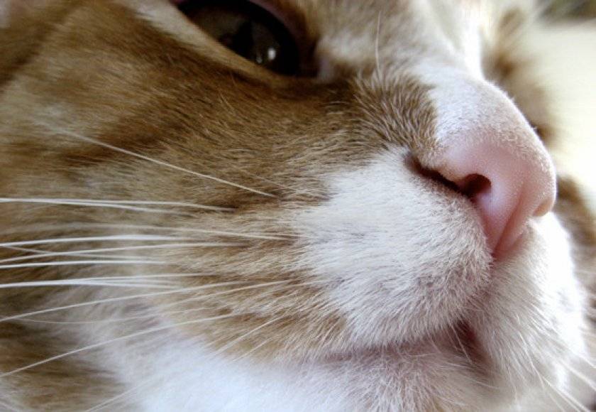 Какой нос должен быть у здоровой кошки и кота: мокрый или сухой
