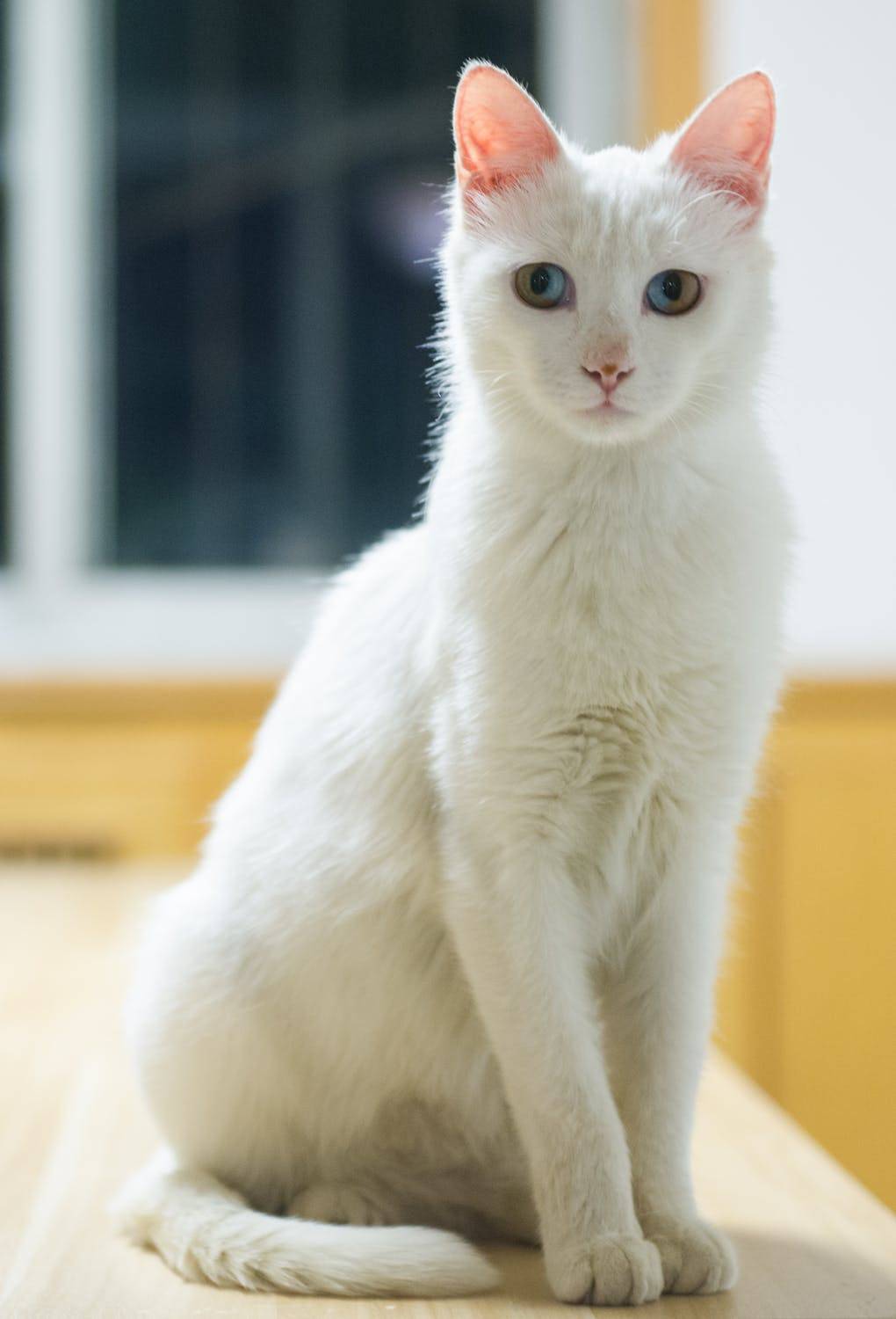 Ориентальная короткошёрстная кошка: подробное описание, фото, купить, видео, цена, содержание дома