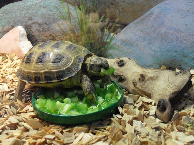 Болотная черепаха - уход и содержание, что ест, где живет, фото