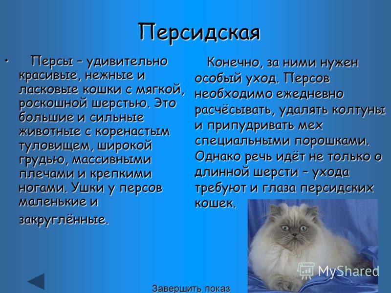 Самые ласковые породы кошек (56 фото): топ самых добрых, спокойных и ручных пород для детей. котов каких пород считают самыми ласковыми и умными в мире?