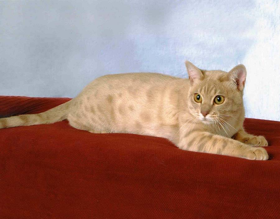 Австралийская дымчатая (австралийский мист) кошка: подробное описание, фото, купить, видео, цена, содержание дома