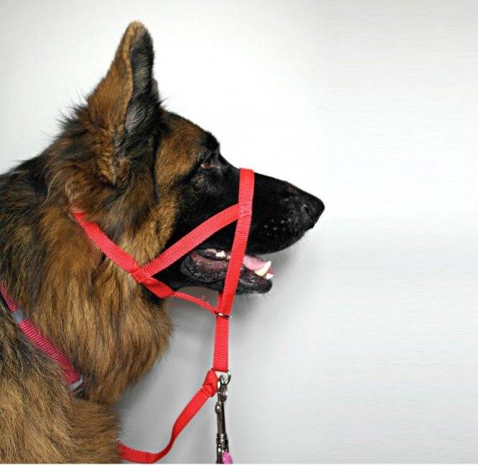Строгие ошейники: виды, предназначение, правила использования во время дрессировки собаки
