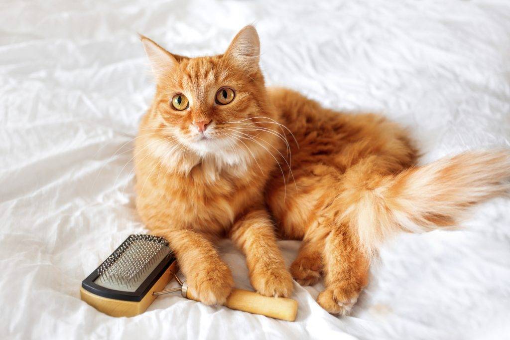 Нужно ли стричь кота | блог ветклиники "беланта"