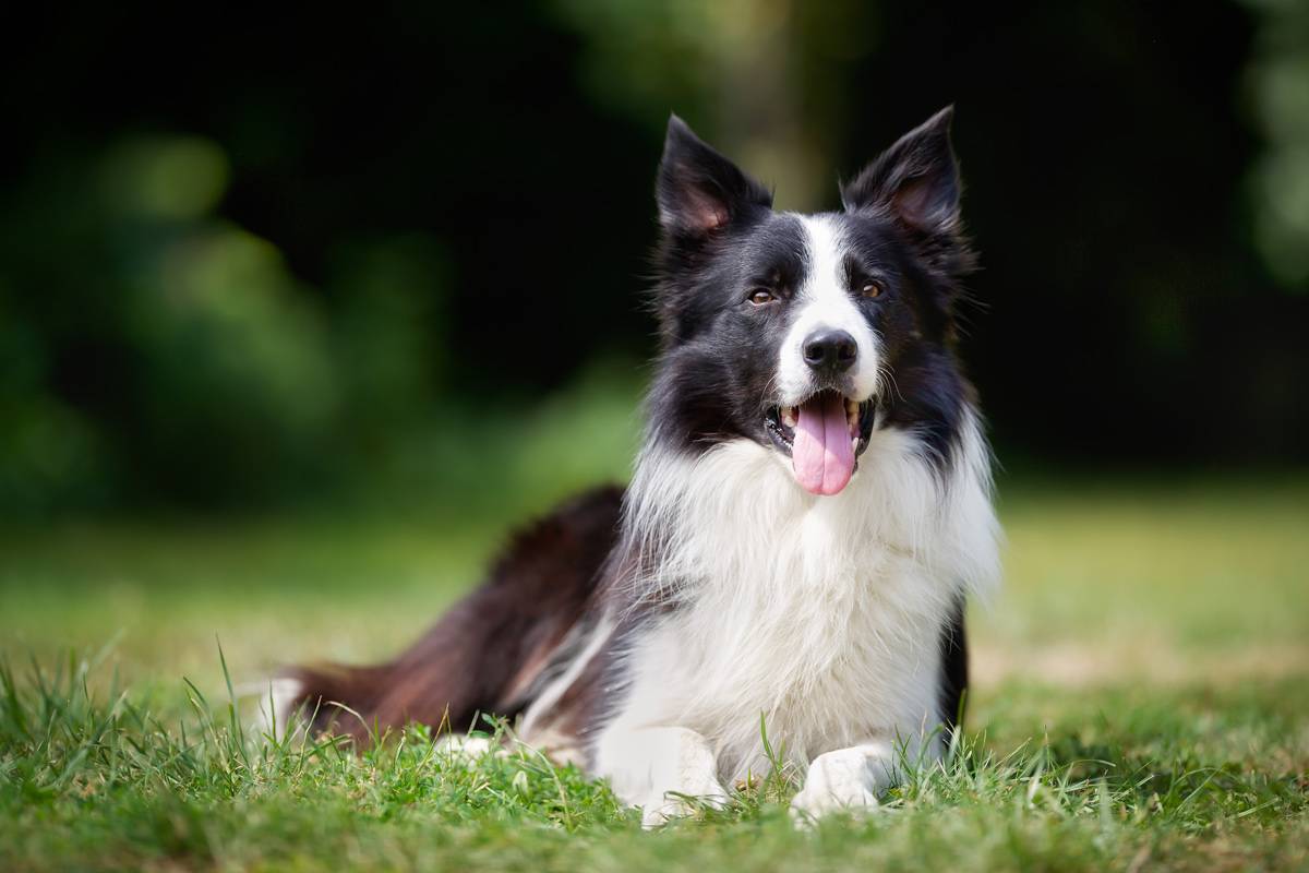 Самые умные породы собак в мире: рейтинг топ-20 собак по интеллекту