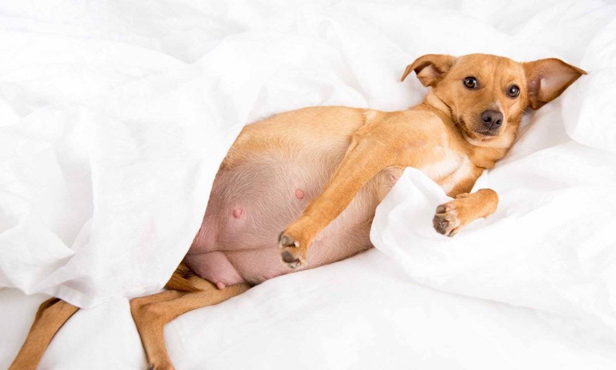 Ложная беременность у собак: симптомы, чем лечить, сколько длится, что делать | zoosecrets
