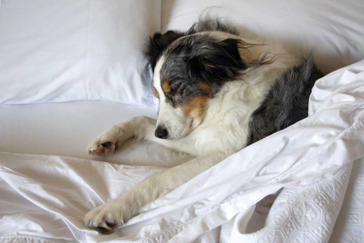Как приучить щенка ночью спать. как приучить щенка спать ночью: полезные советы как приучить щенка спать на своем месте - новая медицина