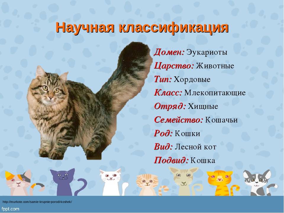Животные семейства кошачьих - виды и особенности