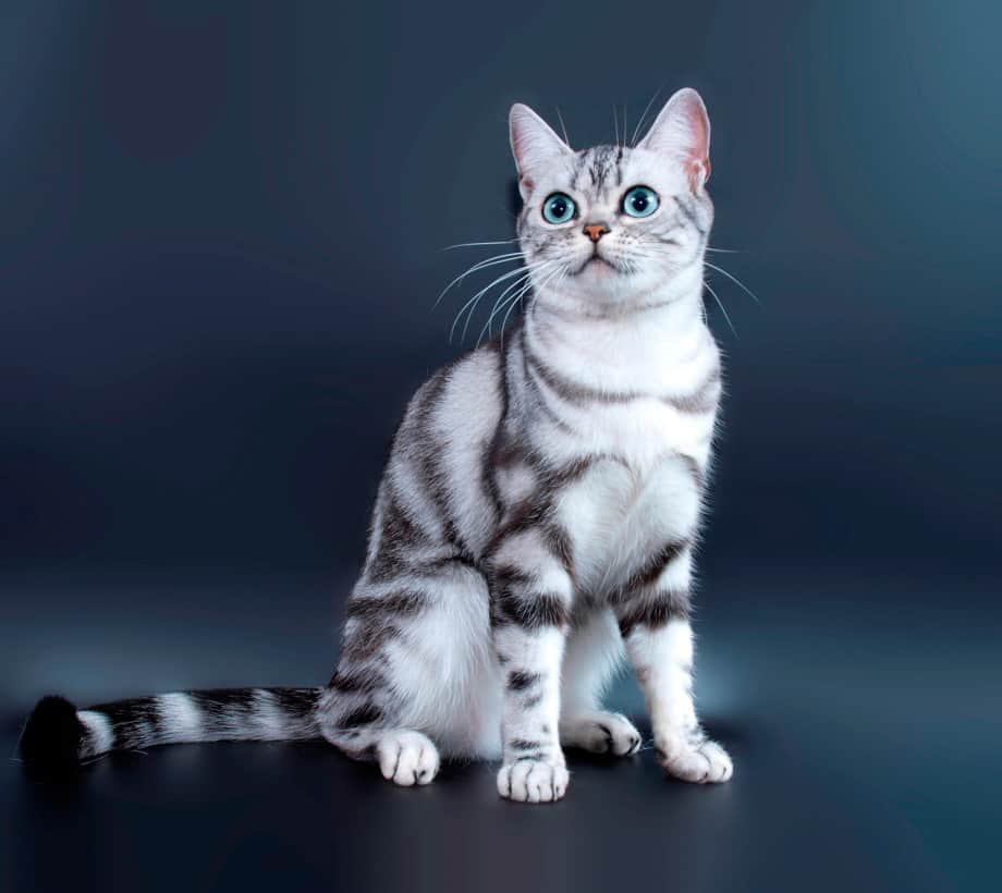 Американская короткошерстная кошка: фото, характер