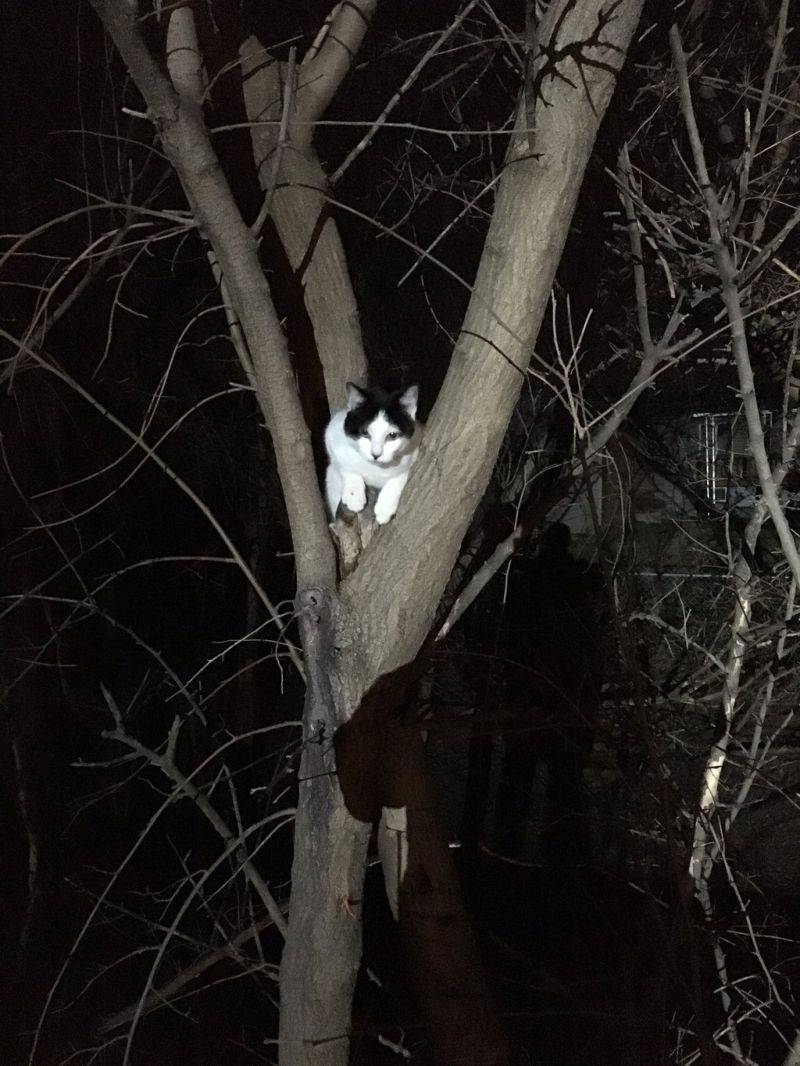 Как снять кошку с дерева: самостоятельно или что делать и куда звонить