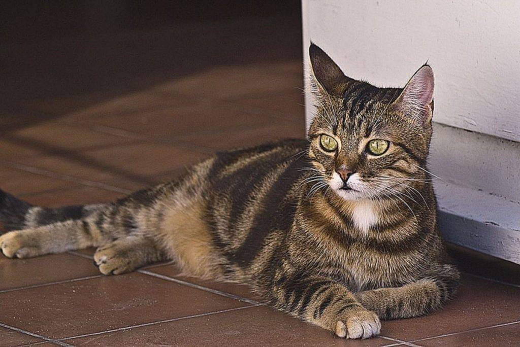 Кельтская кошка — фото, описание породы, содержание, цена котят, характер. здоровье, отзывы
