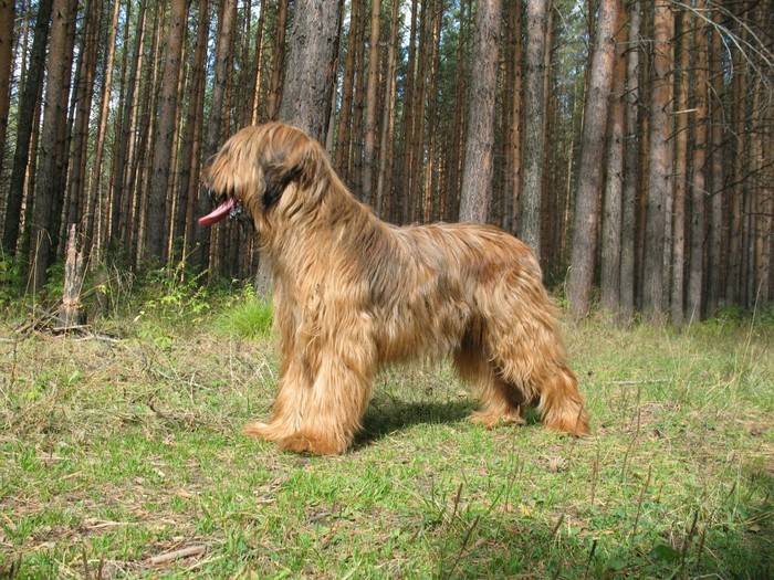 Собаки породы бриар: характер, здоровье, уход | блог ветклиники "беланта"