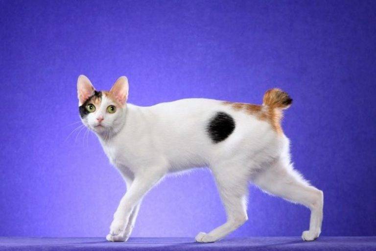 Меконгский бобтейл: все о кошке, фото, описание породы, характер, цена