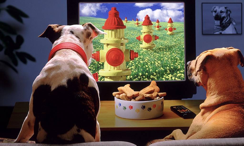 По каким причинам собаки смотрят телевизор