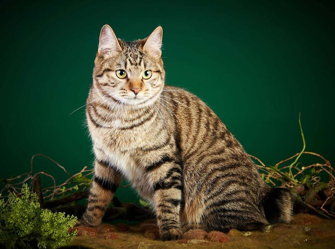 Пиксибоб: всё про породу кошек, 15 фото, цена котёнка