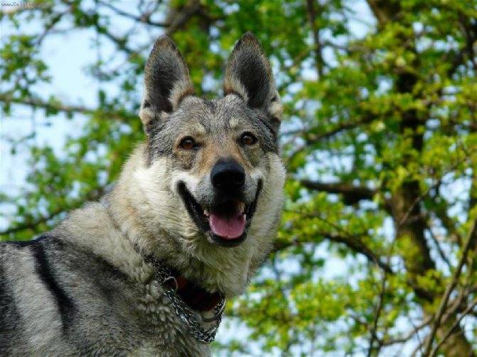 Чехословацкая волчья собака: история происхождения, особенности характера и содержания