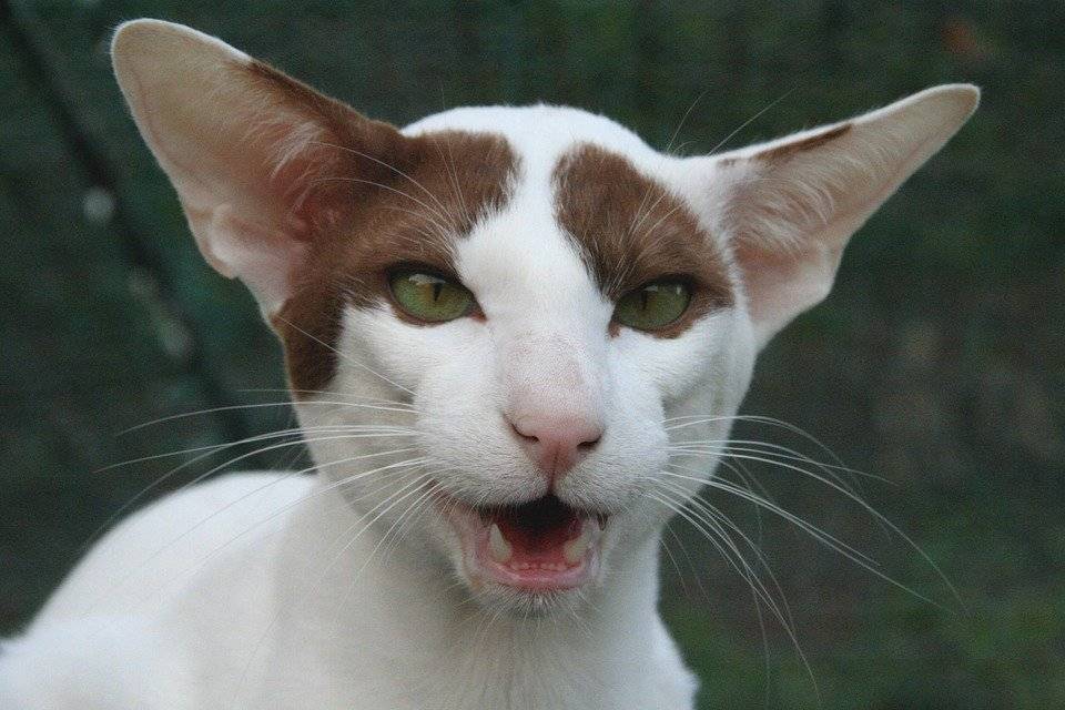 Порода кошек с большими ушами: как называются ушастые лопоухие коты с вытянутой мордой?