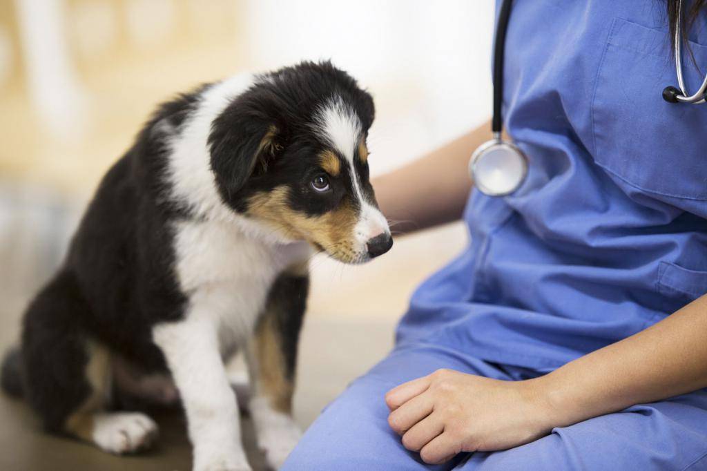 Парвовирусный энтерит у собак. симптомы, профилактика | | блог ветклиники "беланта"
