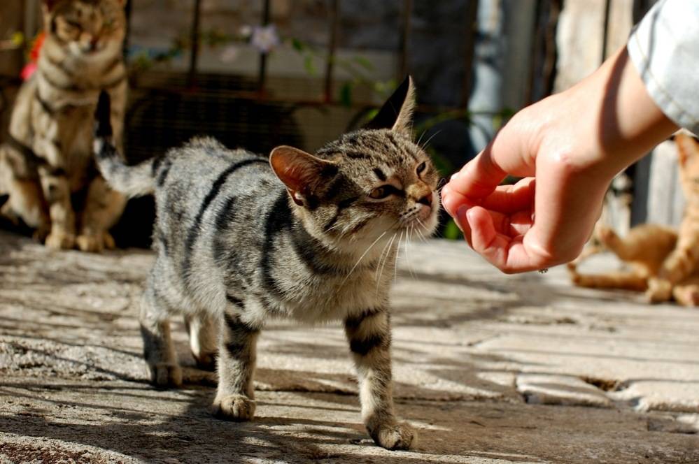 Почему у кошки изо рта неприятно пахнет: 7 причин зловонного запаха и способы лечения животного в домашних условиях
