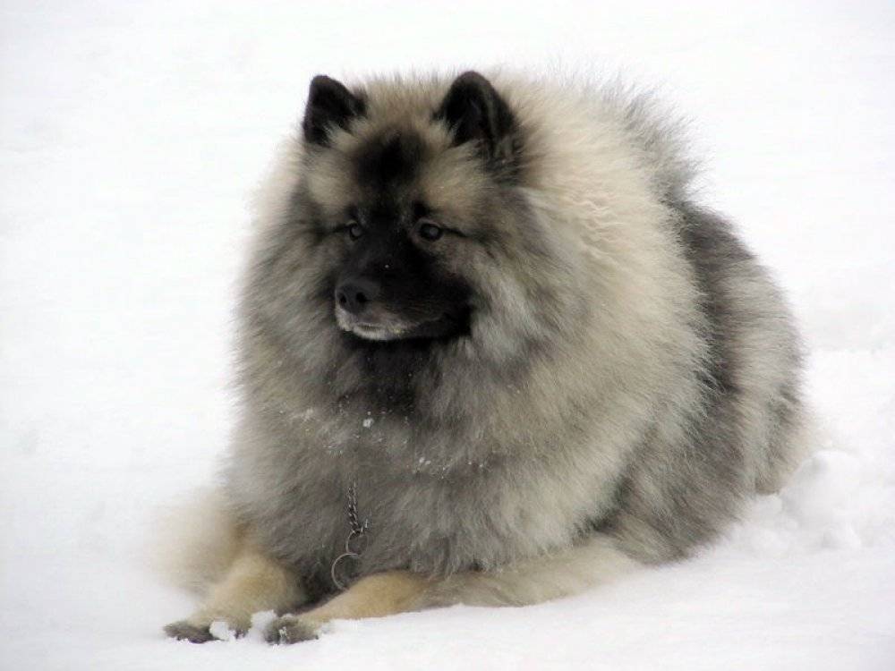 Кеесхонд (вольфшпиц) собака: фото описание породы, характер, цена