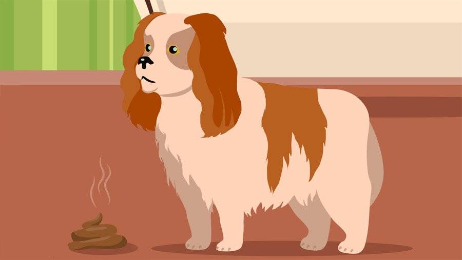 Почему собака ест свой кал: что делать и как отучить