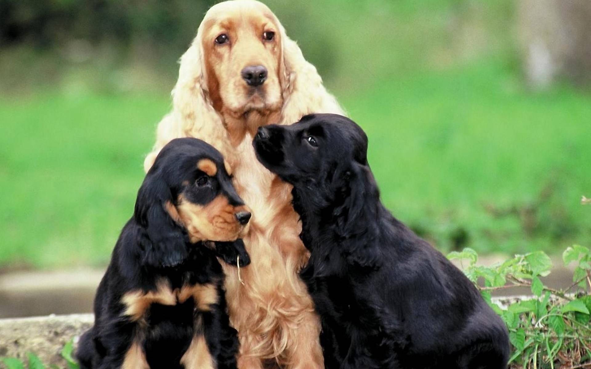 Сколько живут дворняги? продолжительность жизни собак в домашних условиях. сколько лет дворняги живут на цепи?