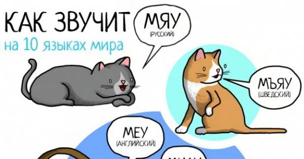Мяуканье кошки: причины и значение звуков, которые издают питомцы