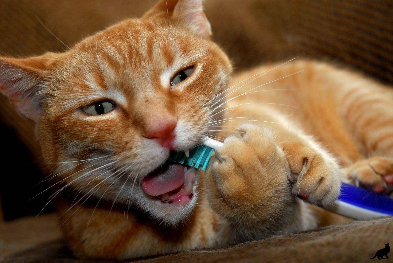 Пена у рта у кошки: причины, первая помощь
пена у рта у кошки: причины, первая помощь