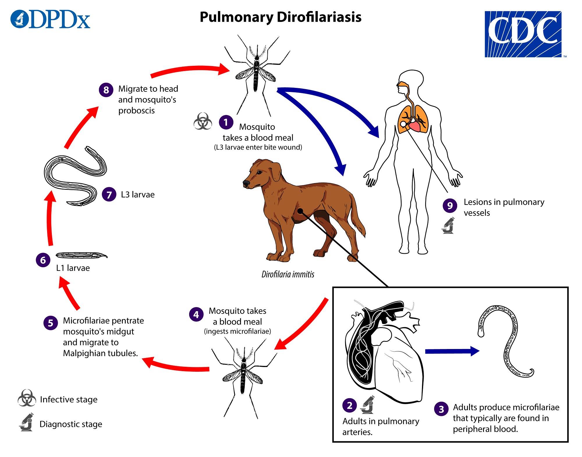 Дисплазия локтя у собак: признаки, диагностика, методы лечения