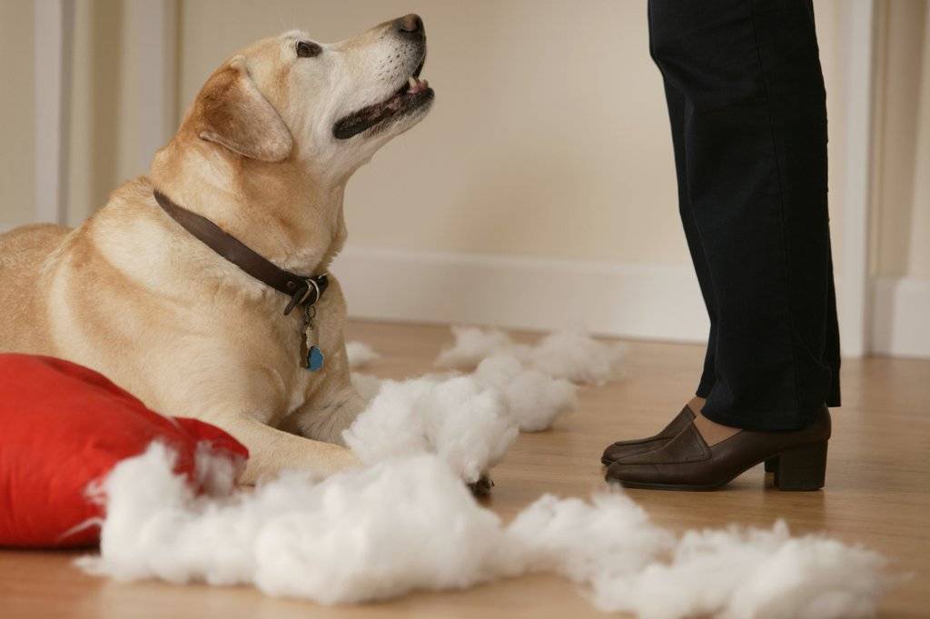 Как отучить собаку грызть вещи: методы корректировки поведения щенка и взрослого питомца