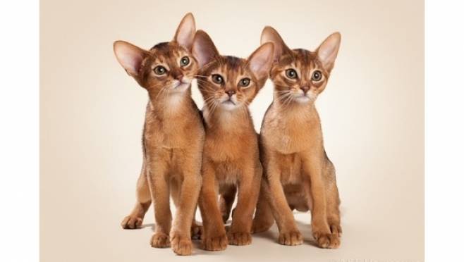 Абиссинская кошка: описание породы, происхождение, содержание и кормление