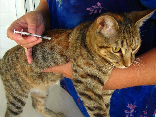 Как поставить укол кошке внутримышечно | как и куда делать, видео