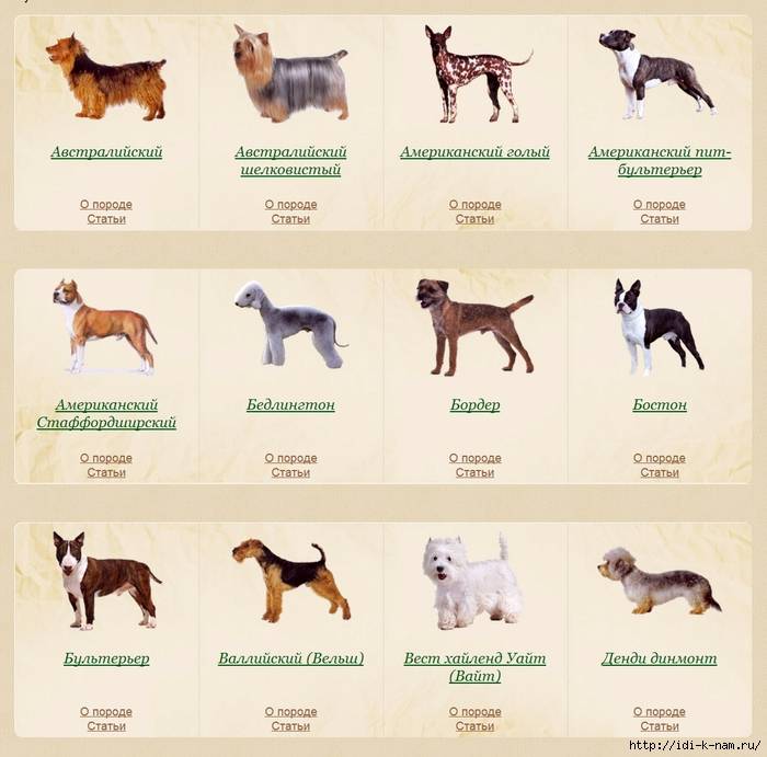 Как определить породу собаки