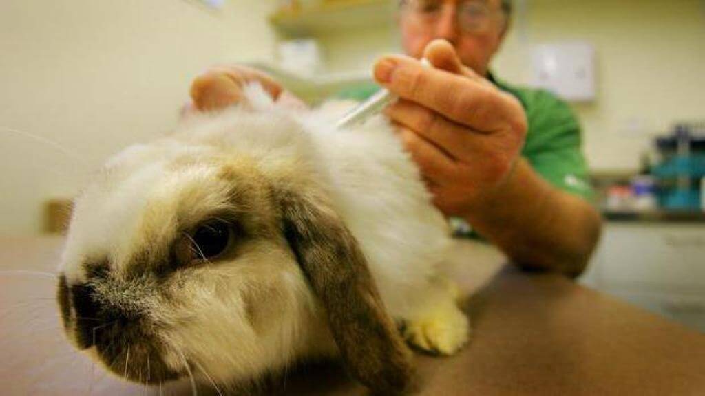 Дохнут кролики без видимых причин – что делать?