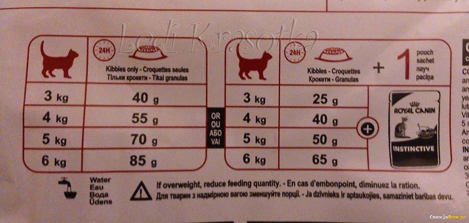 Сколько кормить кота сухим кормом — нормы и число кормлений