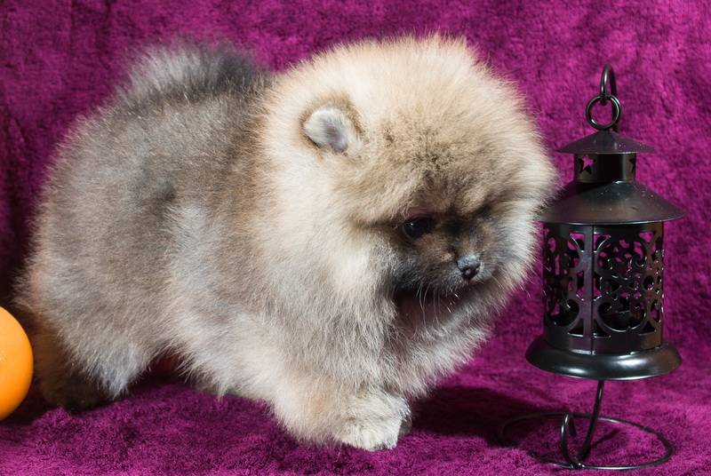 Померанский шпиц (83 фото): описание щенков породы карликовый померанцевый шпиц, характер мини-собаки, отзывы владельцев