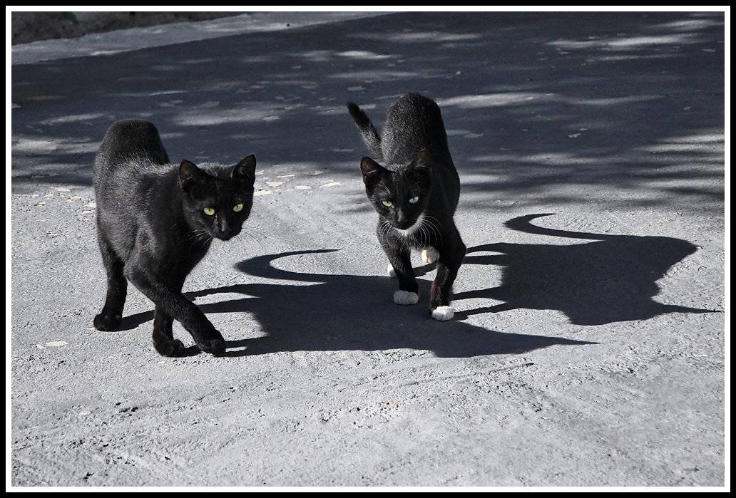 Черный кот – исчадие ада или жертва наветов: отделяем факты от вымыслов :: инфониак