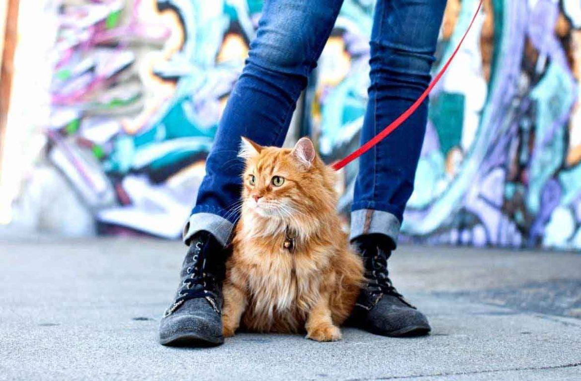 Нужно ли гулять с кошкой? | блог ветклиники "беланта"