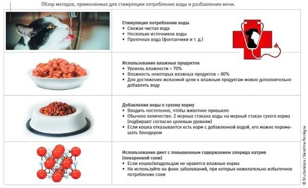 Диета при мочекаменной болезни : меню и рецепты | компетентно о здоровье на ilive