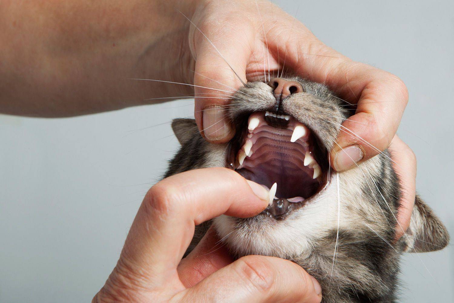 Кровь в моче у кошки: что делать, причины и лечение