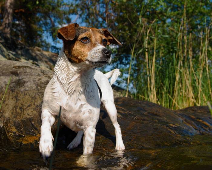 Датско-шведская фермерская собака (гардхунд): обзор породы с фото