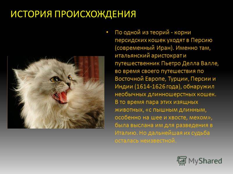 Порода кошек нибелунг: описание, характер и фото